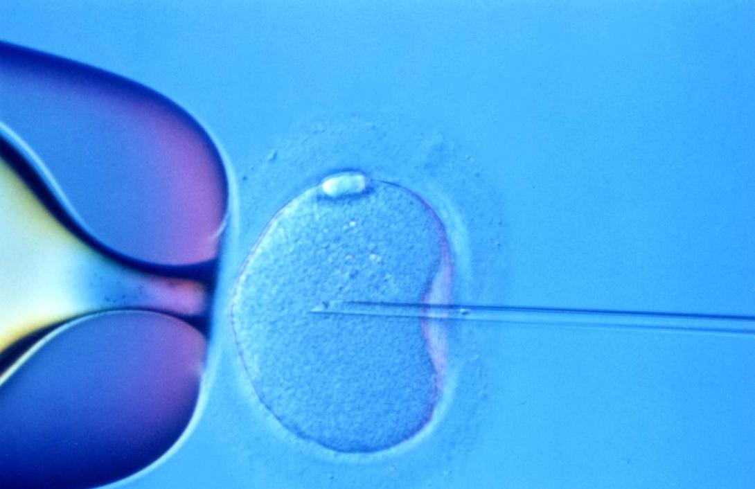 TSJC nul·litat in vitro